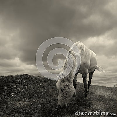 Horse. Stock Photo