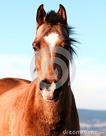 Horse Stock Photo