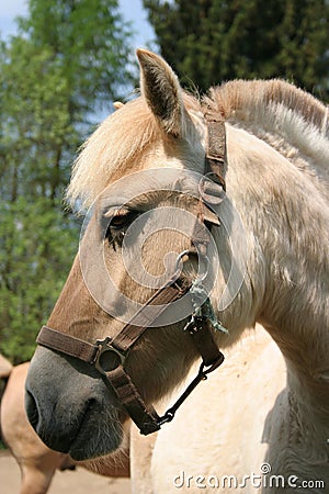 Horse Stock Photo