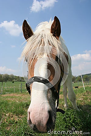 Horse Stock Photo