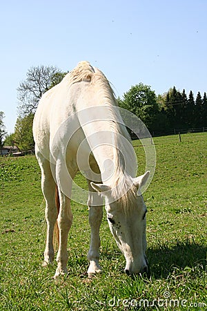 Horse Stock Photo