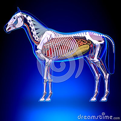 Horse Anatomy - Internal Anatomy of Horse Stock Photo