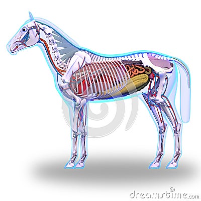 Horse Anatomy - Internal Anatomy of Horse isolated on white Stock Photo