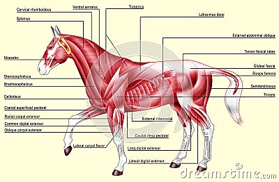 Horse anatomy - Muscles Cartoon Illustration