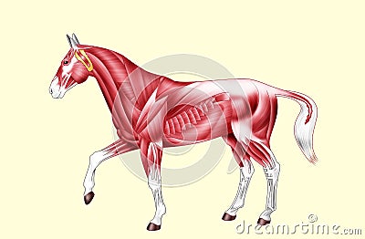 Horse anatomy - Muscles - No text Cartoon Illustration
