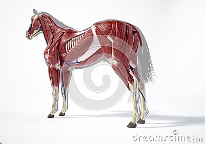 Horse Anatomy. Muscular system Stock Photo