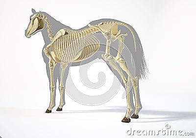 Horse Anatomy. Skeletal system Stock Photo