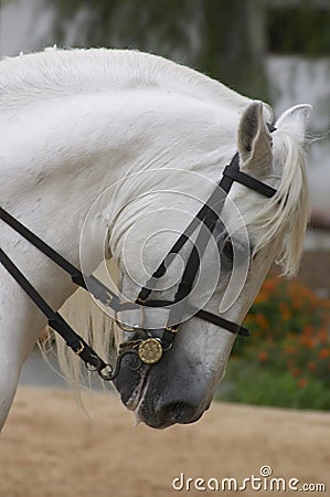 Horse in Andalusia, Spain Stock Photo