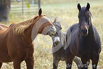 Horse appears to photobomb other animals Stock Photo