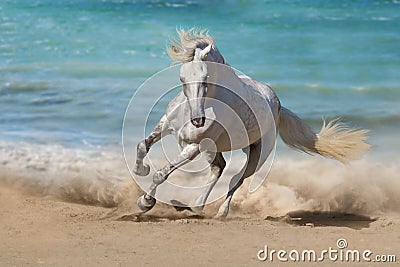 Horse Stock Photo