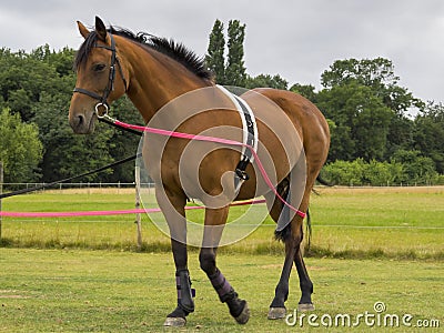 Horse being trained Stock Photo