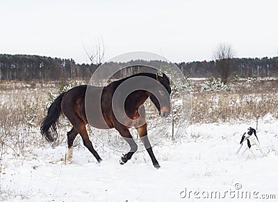 Horse and a black and white dog playing in the snow field in winter Stock Photo