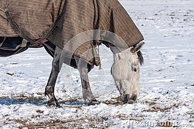 Horse with blanket grazing in a snowy pasture Stock Photo