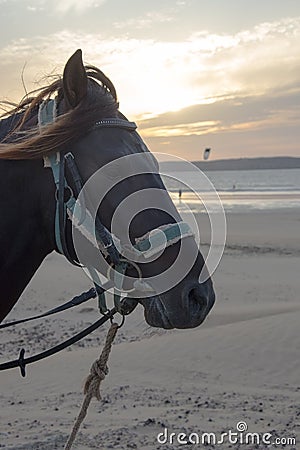 Horse in a blue harnesses Stock Photo