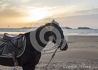 Horse in a blue harnesses Stock Photo