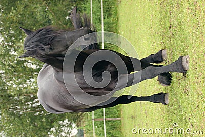 Horse bowing Stock Photo
