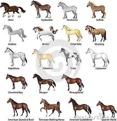 horse bred set vectorvarious horse bred Stock Photo