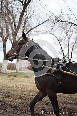 Horse breed Russian trotter runs Stock Photo