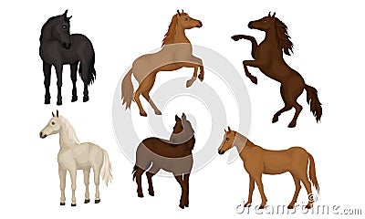 Horse Breeds Collection, Beautiful Horses of Different Colors Vector Illustration Vector Illustration