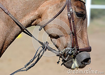 Horse bridle, snaffle. Horse mouth. Equestrian sport in details Stock Photo