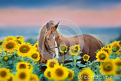 Horse in bridle in sunflowers Stock Photo