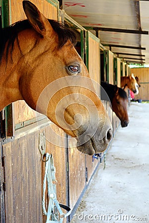 Horse Brown Horses Stables Closeup Stock Photo