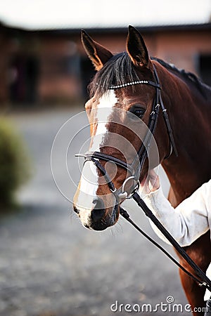 Horse head portraits with bridle. Stock Photo