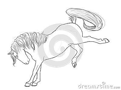 Horse Buck Line Art Equine Horses Stallion Black White Drawing Stock Photo