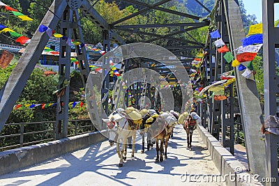 Horse caravan across a bridge in Nepal Stock Photo