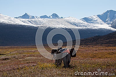 Horse caravan with a cargo in the mountains. Stock Photo