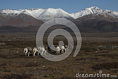 Horse caravan leaving for the mountains. Stock Photo