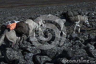 Horse caravan loaded with walking on the rocks. Stock Photo