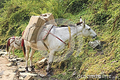Horse caravan in Nepal Stock Photo