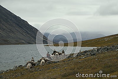 Horse caravan on the shore of a mountain lake. Stock Photo