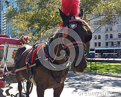 Horse and Carriage Rides in Central Park, NYC, NY, USA Editorial Stock Photo