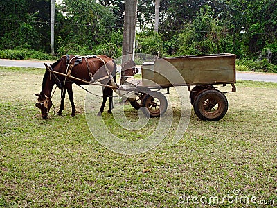 Horse cart Stock Photo