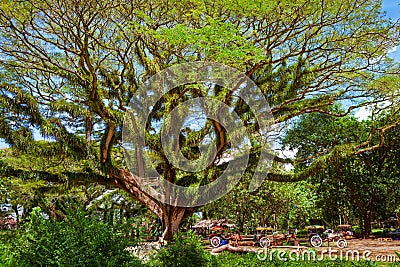 Horse carts waiting for passengers under giant trees Editorial Stock Photo