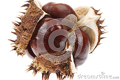 Horse chestnut Stock Photo