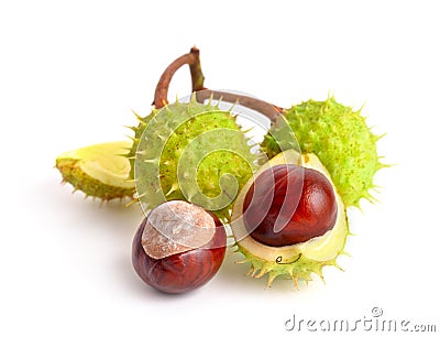 Horse-chestnut Aesculus fruits Stock Photo