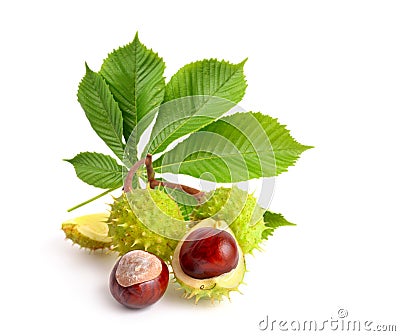 Horse-chestnut Aesculus fruits with leawes. Stock Photo