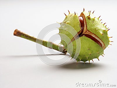 Horse chestnut (Aesculus hippocastanum) Stock Photo