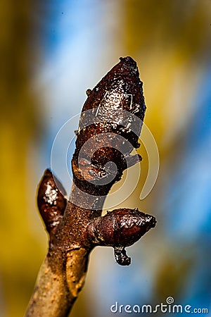 Horse chestnut bud Stock Photo