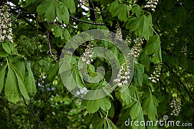 Horse Chestnut Conker Tree in bloom Stock Photo