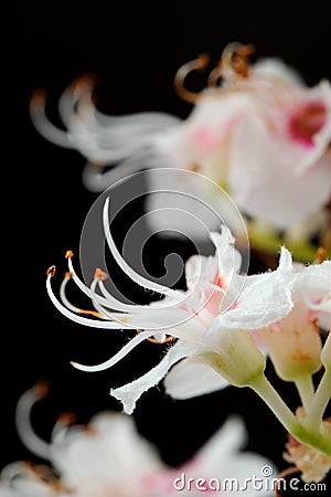 Horse Chestnut Flowers Close-Up on Black Background Stock Photo