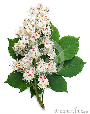 Horse-chestnut flowers and leaf Stock Photo