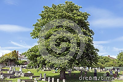 Horse Chestnut Editorial Stock Photo