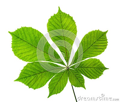 Horse chestnut leaf isolated on white background Stock Photo