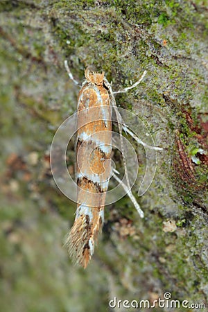 The horse-chestnut leaf miner Cameraria ohridella is a leaf-mining moth of the Gracillariidae family. Moth on bark. Stock Photo