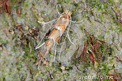 The horse-chestnut leaf miner Cameraria ohridella is a leaf-mining moth of the Gracillariidae family. Moth on bark. Stock Photo