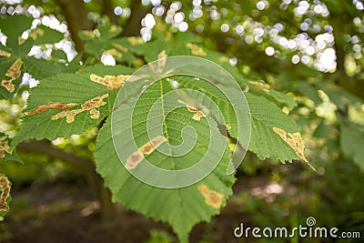 Horse chestnut leafs affected by Horse chestnut leaf-mining moth resulting in brown stains Stock Photo